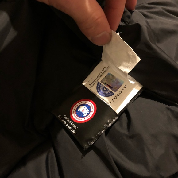 Canada goose - Picture 4 of 4